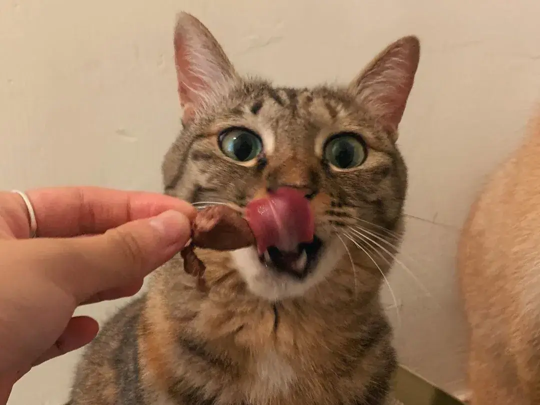 貓咪喝水獎勵零食圖