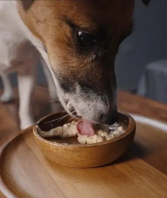 月見草油犬貓都可以吃