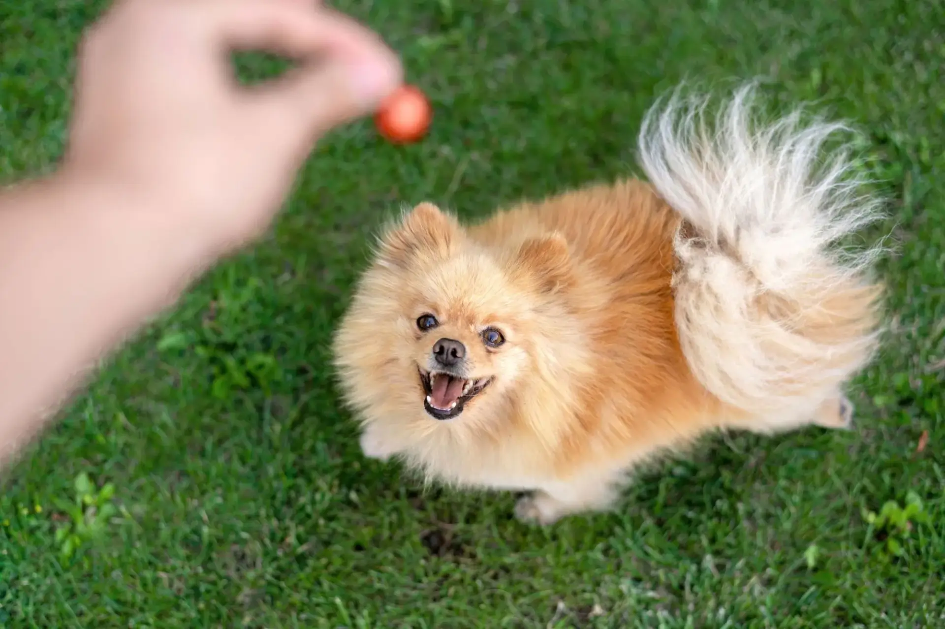 博美犬吃東西照片