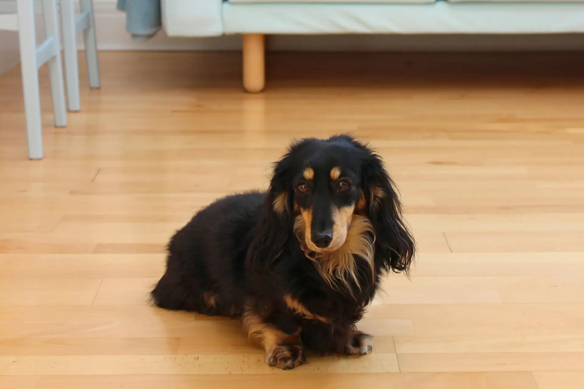 臘腸犬坐在地上的照片