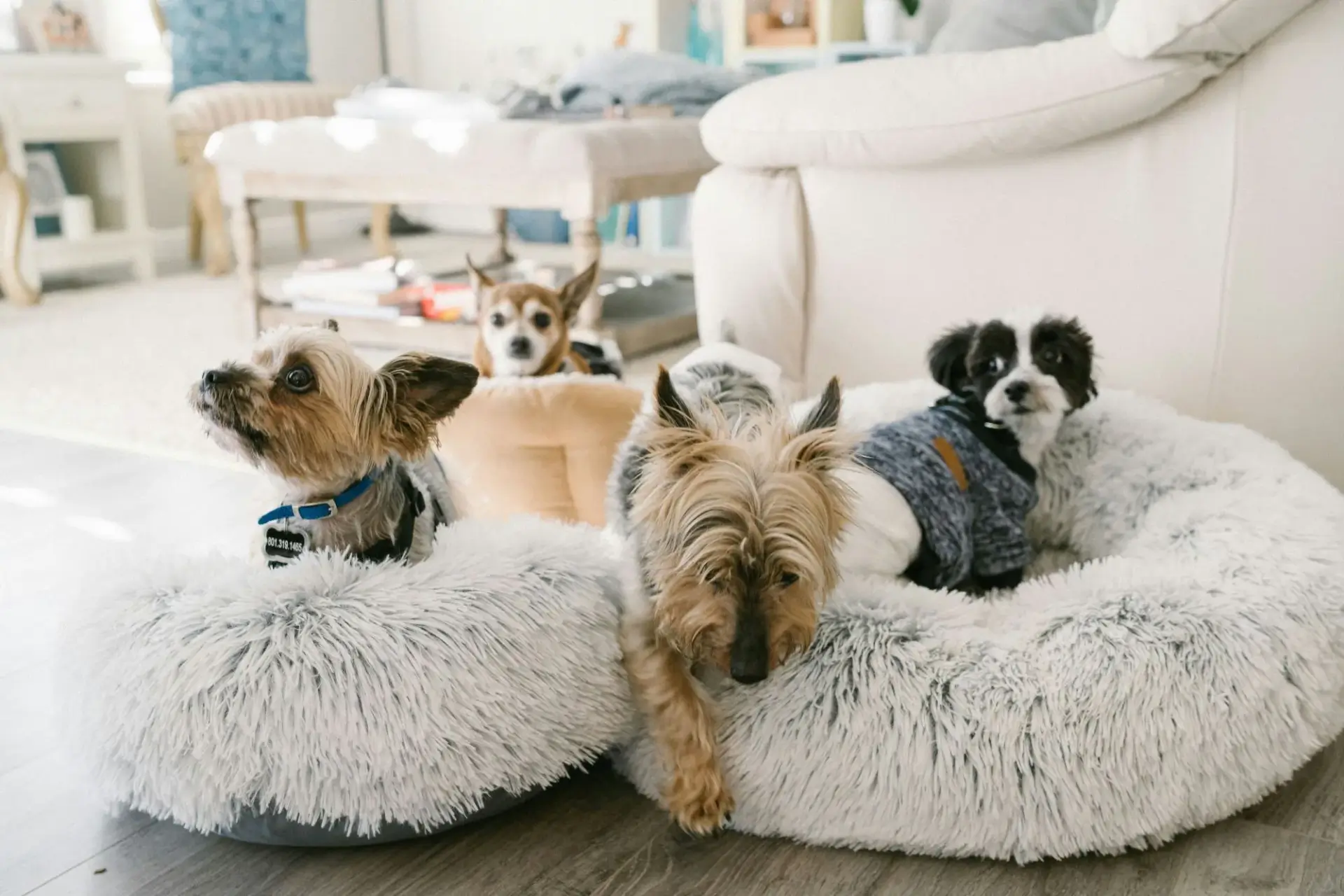 很多小型犬躺在地上的照片