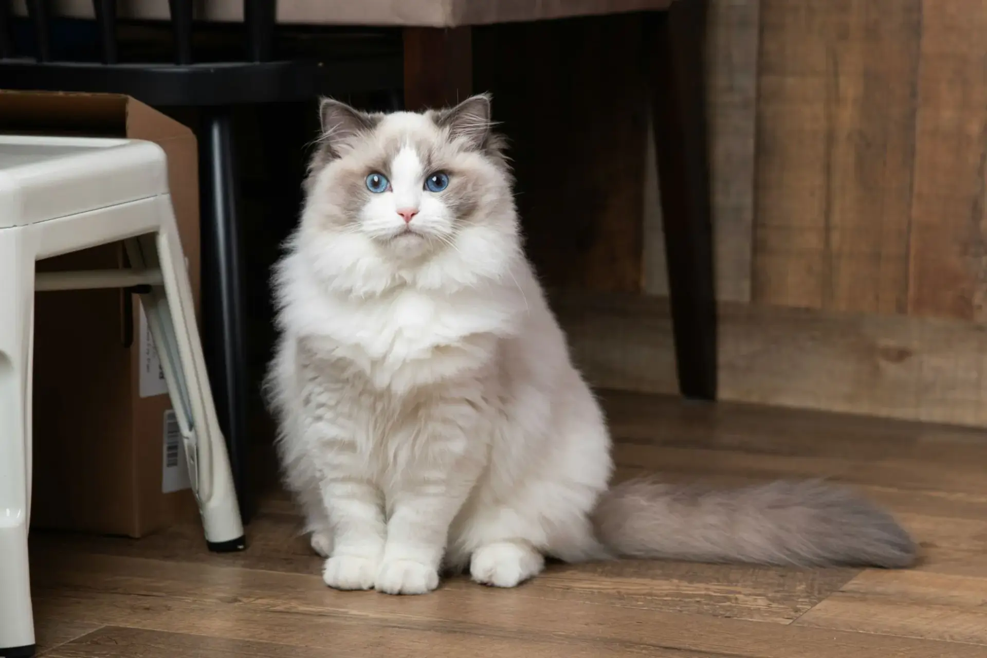 布偶貓與飼主生活照片