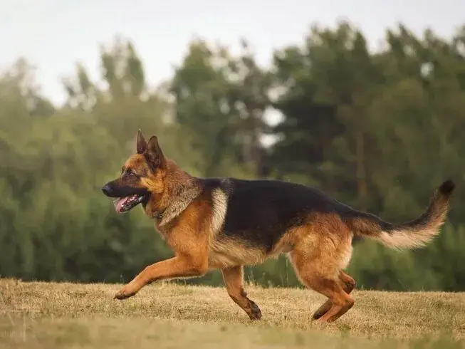 常見犬種有哪些?德國牧羊犬介紹