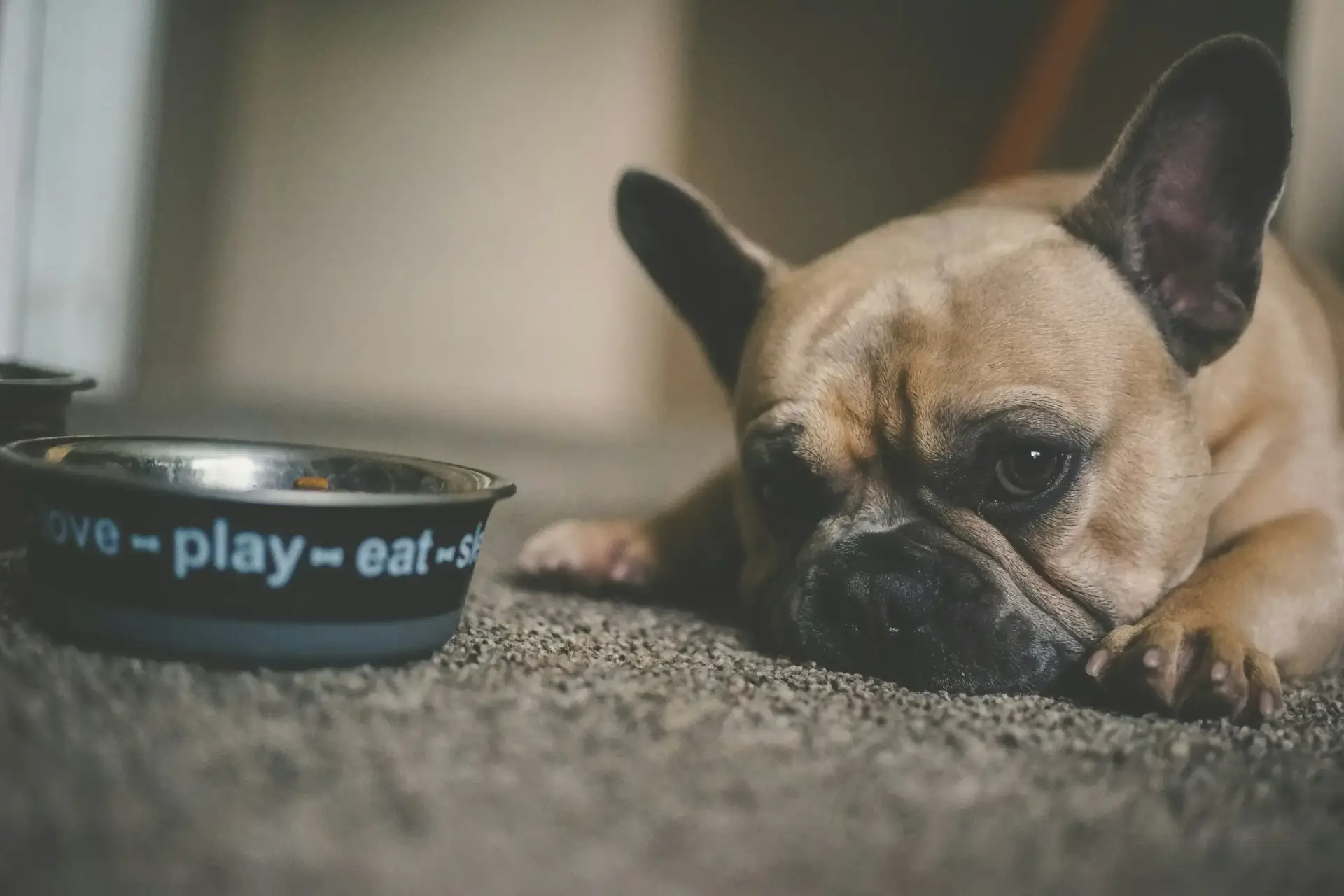 狗狗挑食沒食慾不想吃飼料的圖片