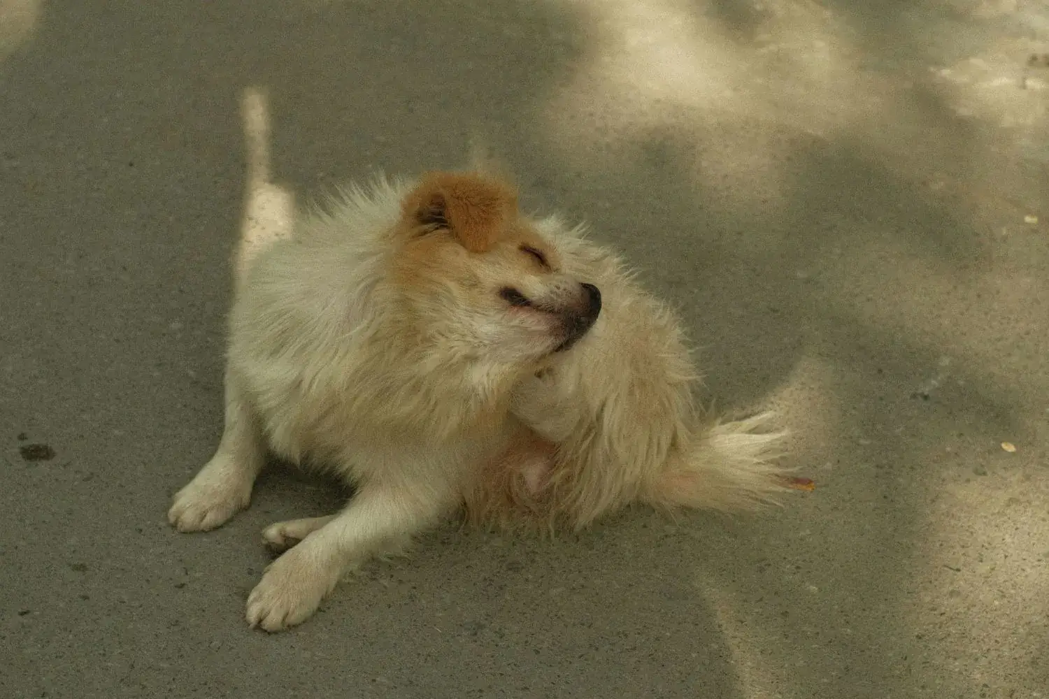 狗狗抓癢的照片