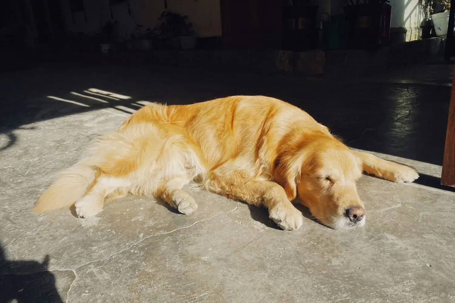 狗狗曬太陽的照片
