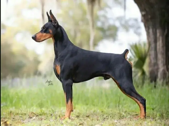 常見犬種有哪些?杜賓犬介紹