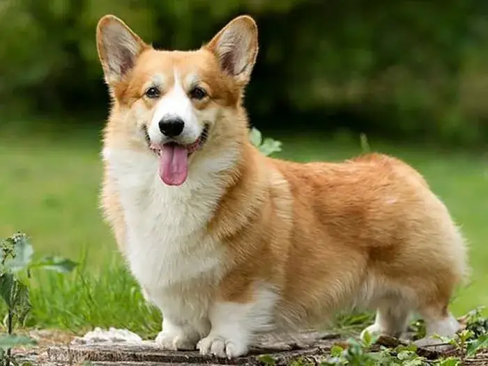 常見犬種介紹:柯基犬