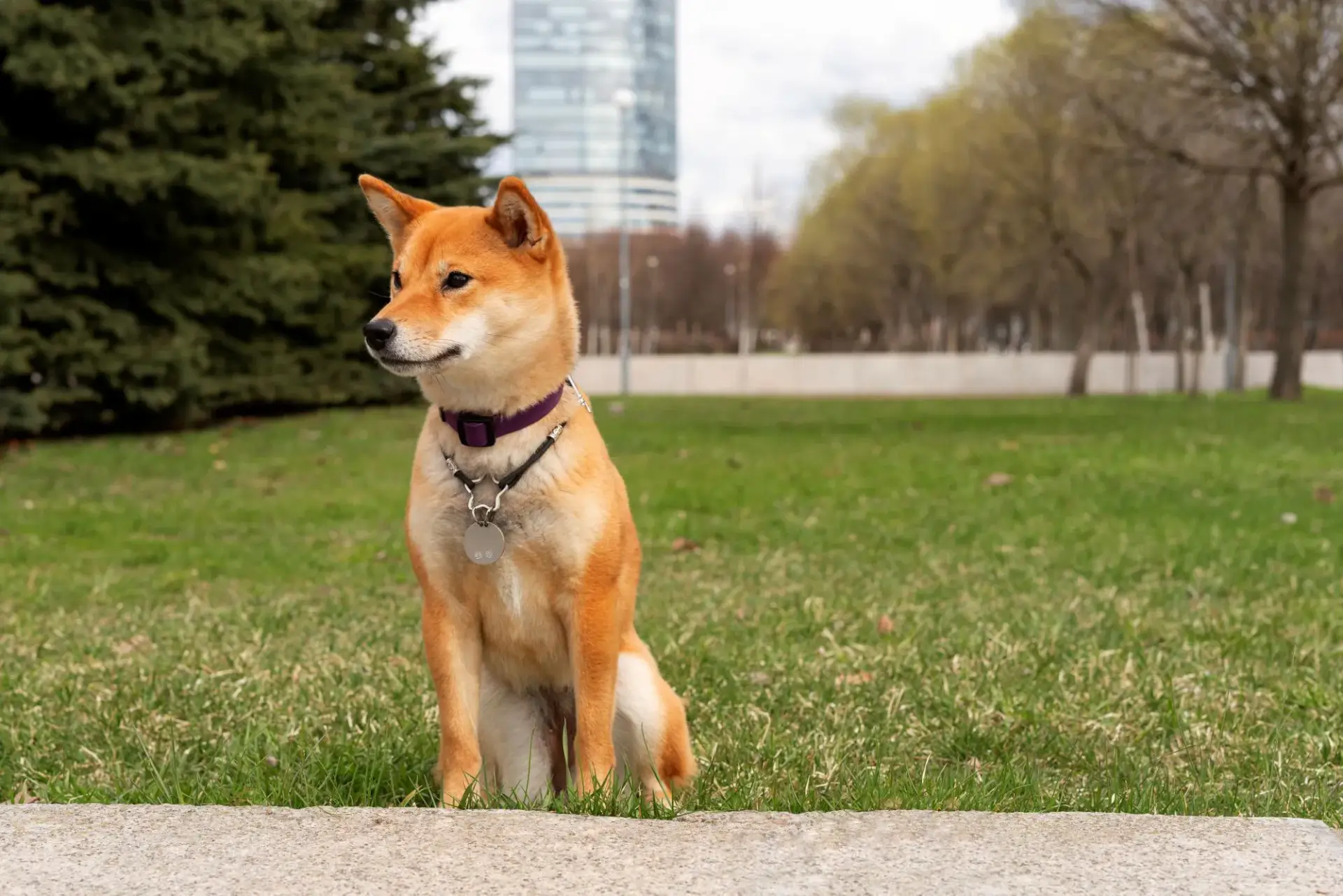 柴犬照片
