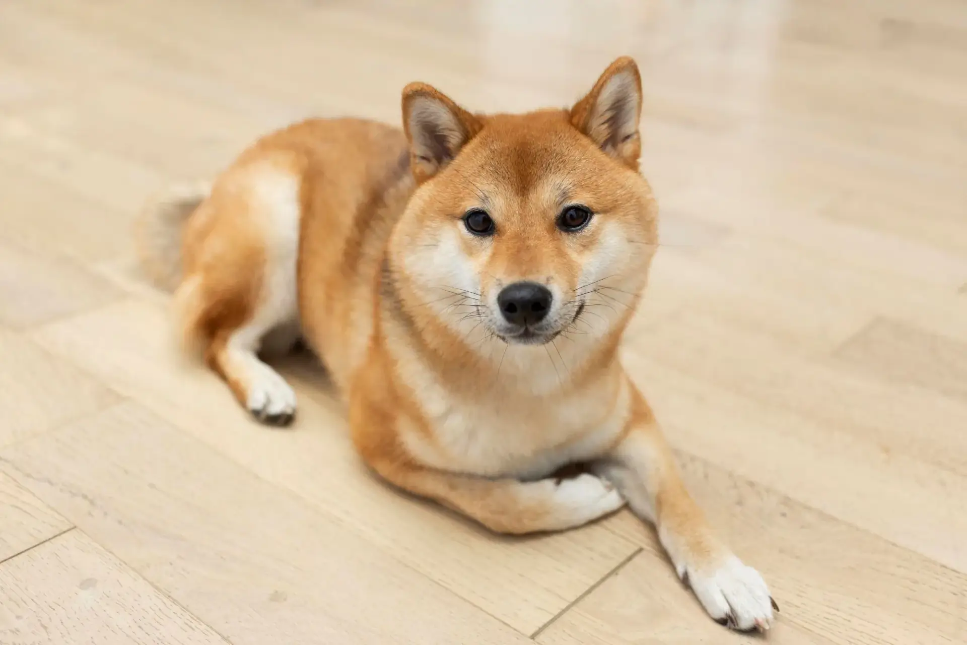 柴犬趴在地上的照片