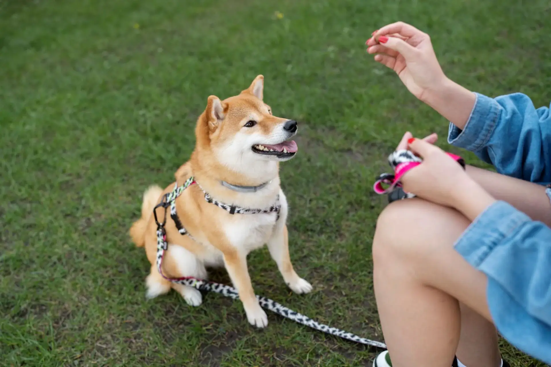 柴犬外出活動照片
