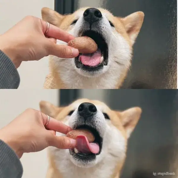 派庫狗狗凍乾照片