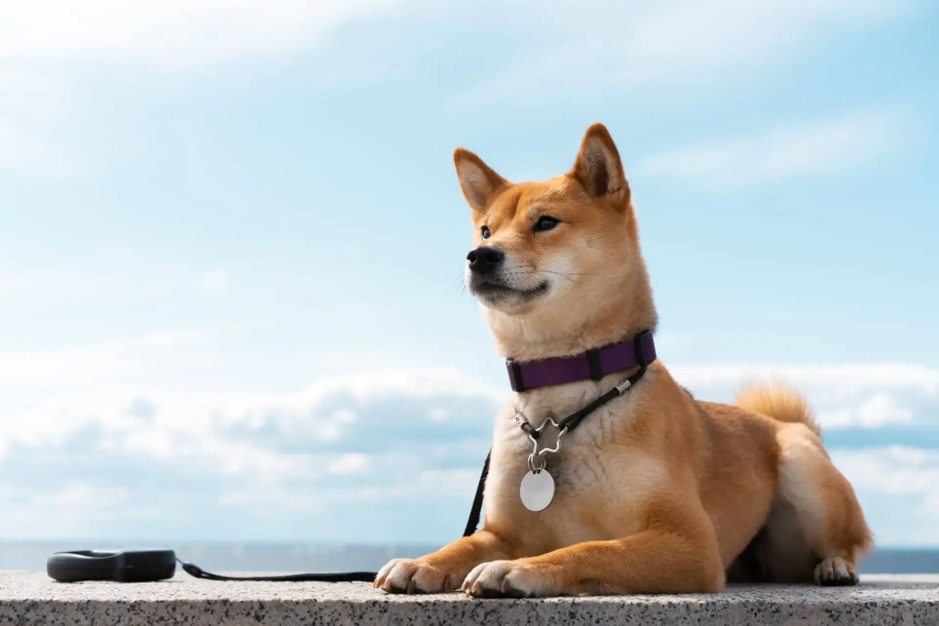 赤棕色柴犬毛色特寫與枯柴顏色相似因而得名