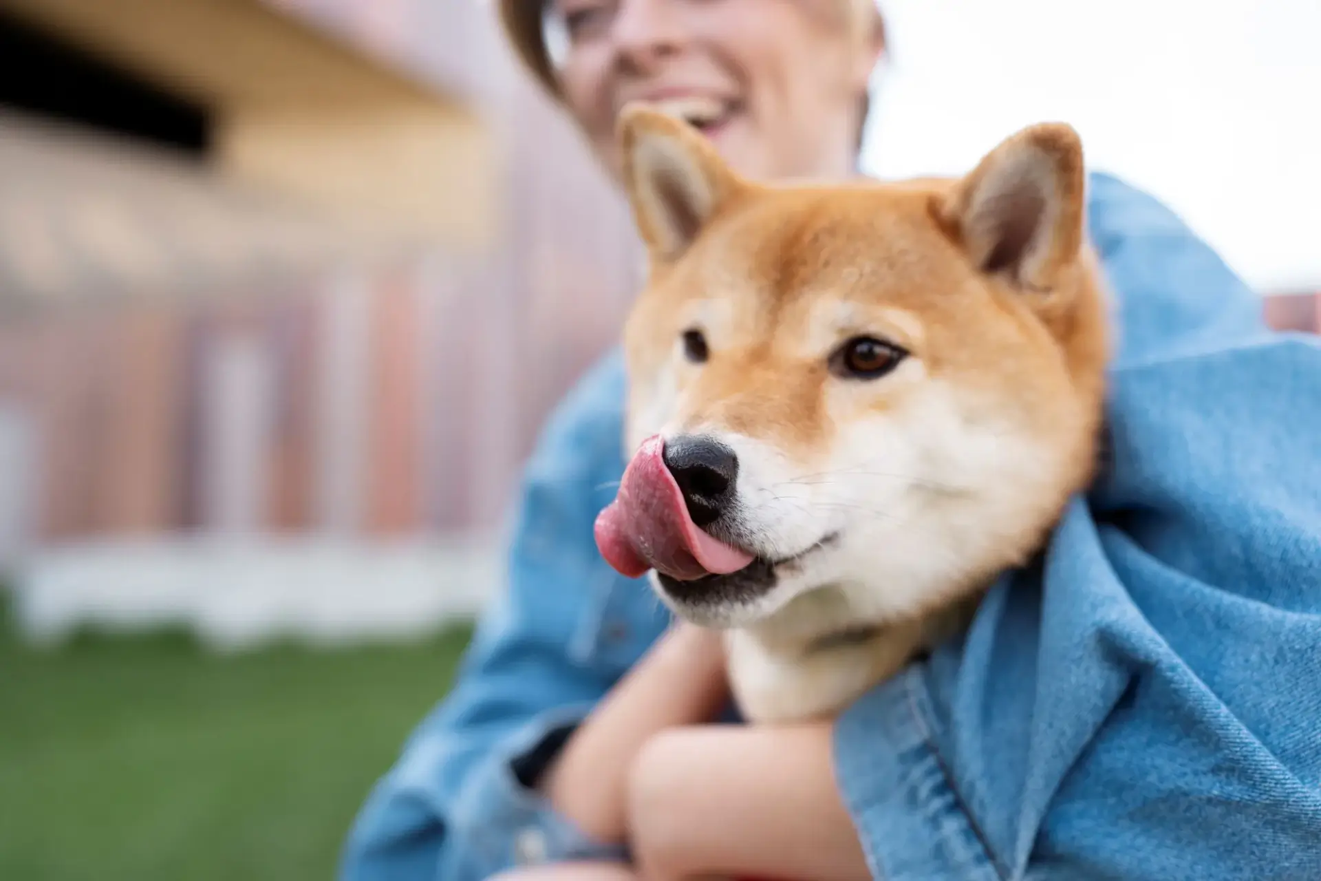 柴犬與飼主的日常互動柴犬平均壽命約12至15歲