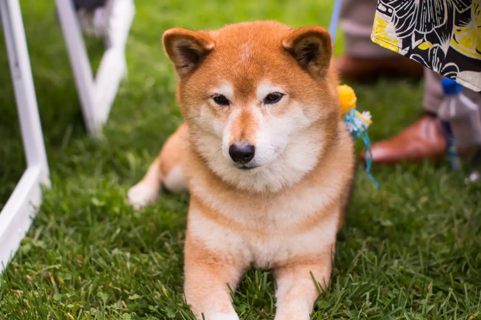 台灣柴犬在公園散步台灣最受歡迎的中型犬之一