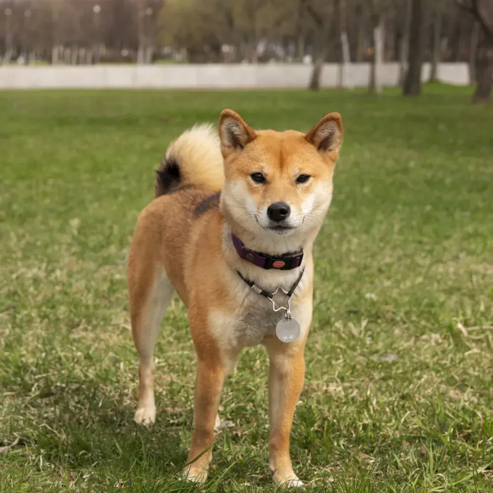 柴犬特點示意圖