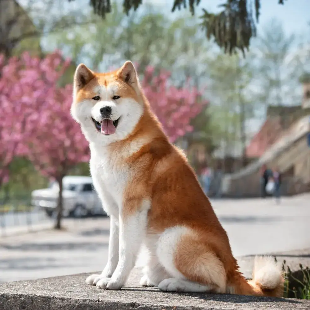 秋田犬特點示意圖