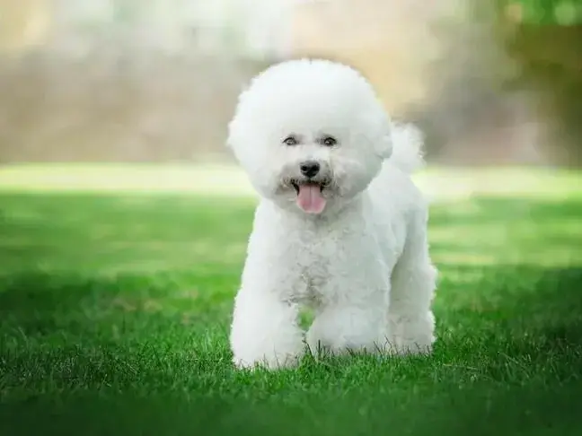 常見犬種介紹:比熊犬