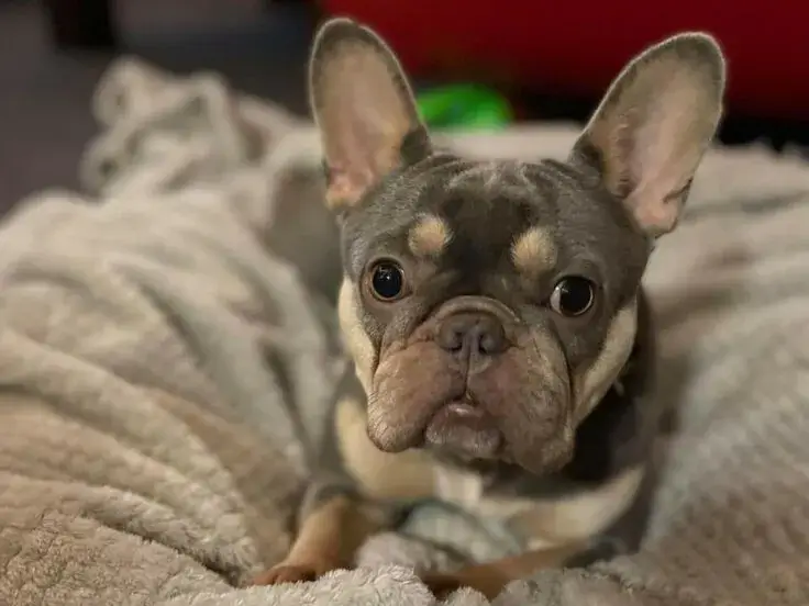 常見犬種介紹:法國鬥牛犬
