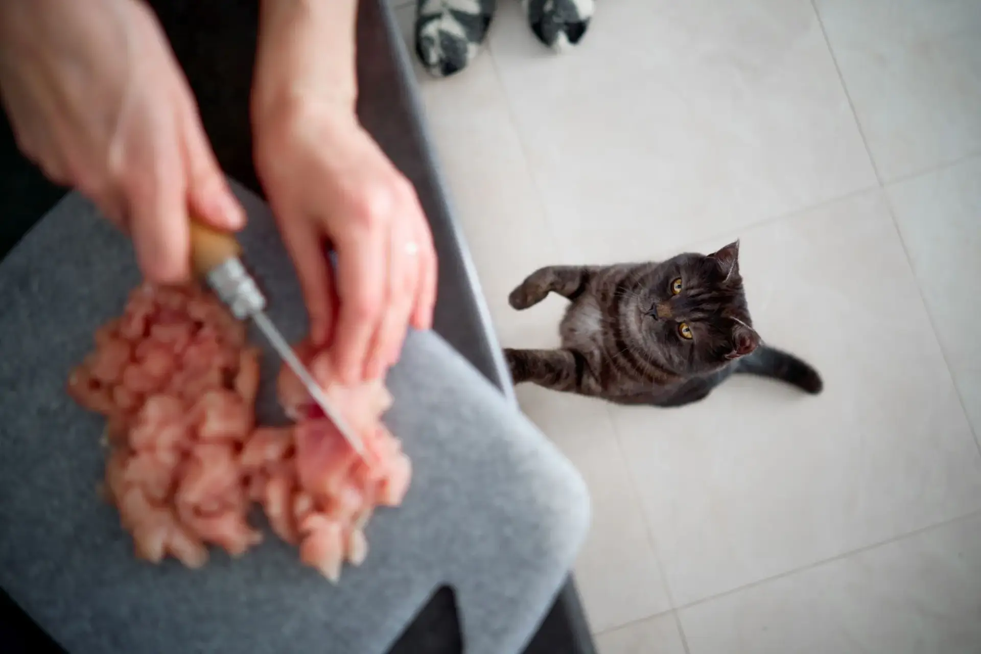 貓飼主幫貓準備餐食的照片