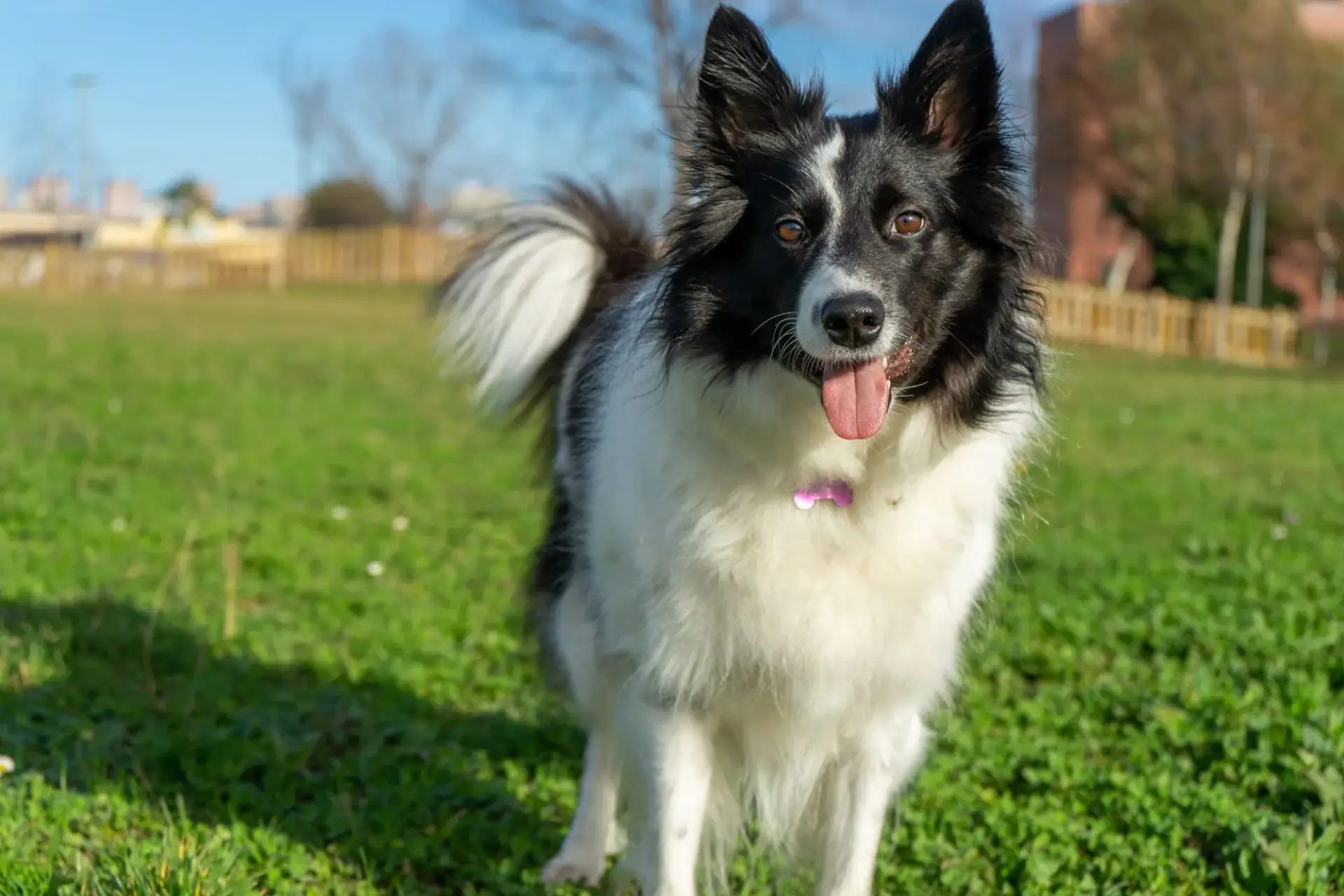 邊牧經典黑白色也是最常見的邊境牧羊犬品種