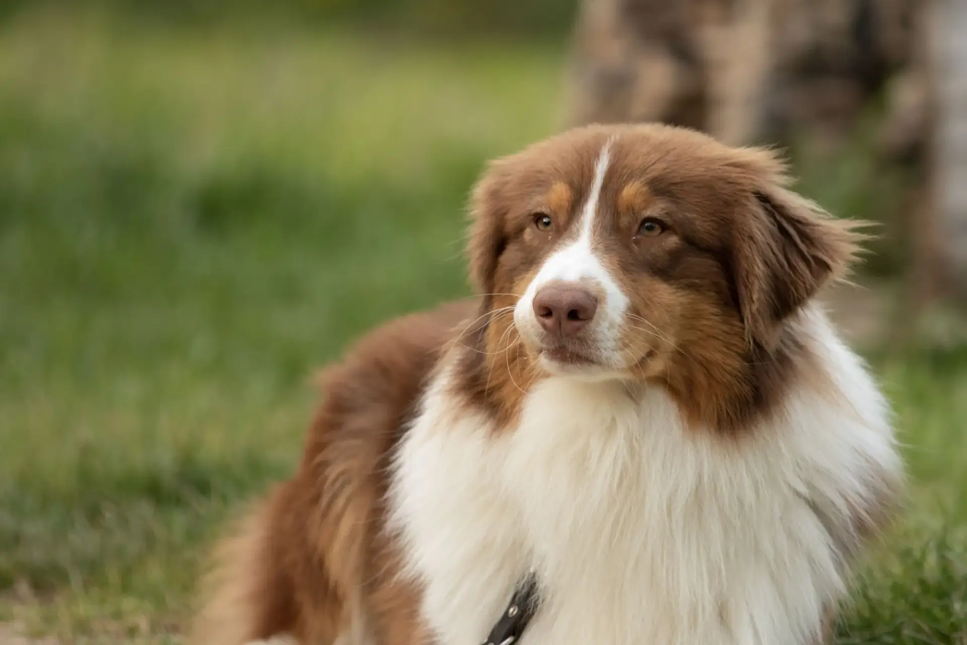 澳洲牧羊犬體型較邊牧壯一些