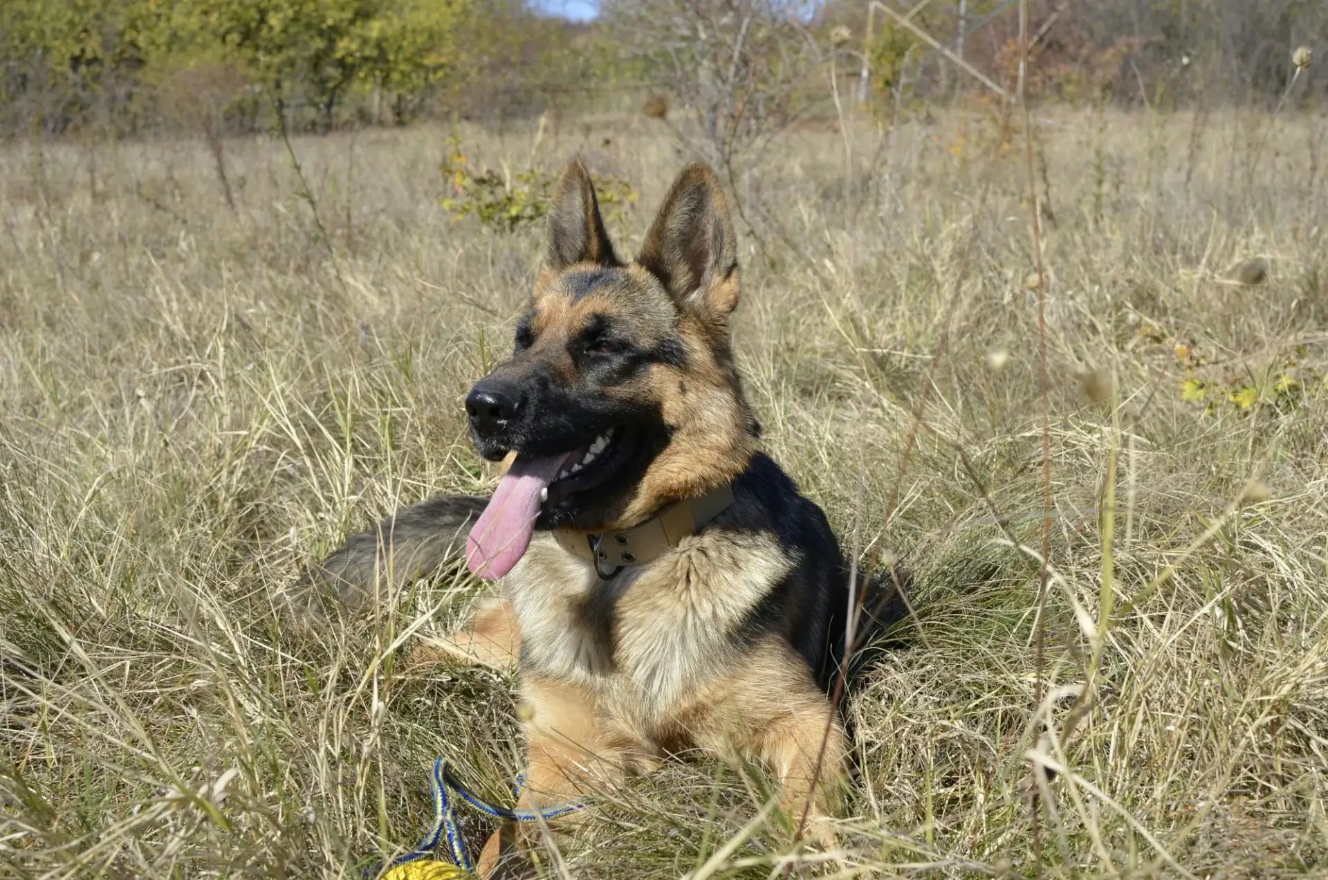 德國牧羊犬躺在草地上德牧比邊牧澳牧體型都還要大