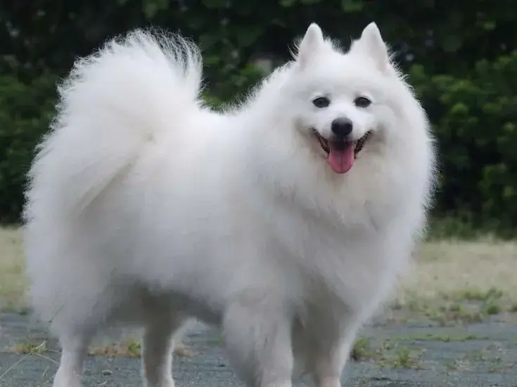 常見犬種有哪些?日本狐狸犬介紹