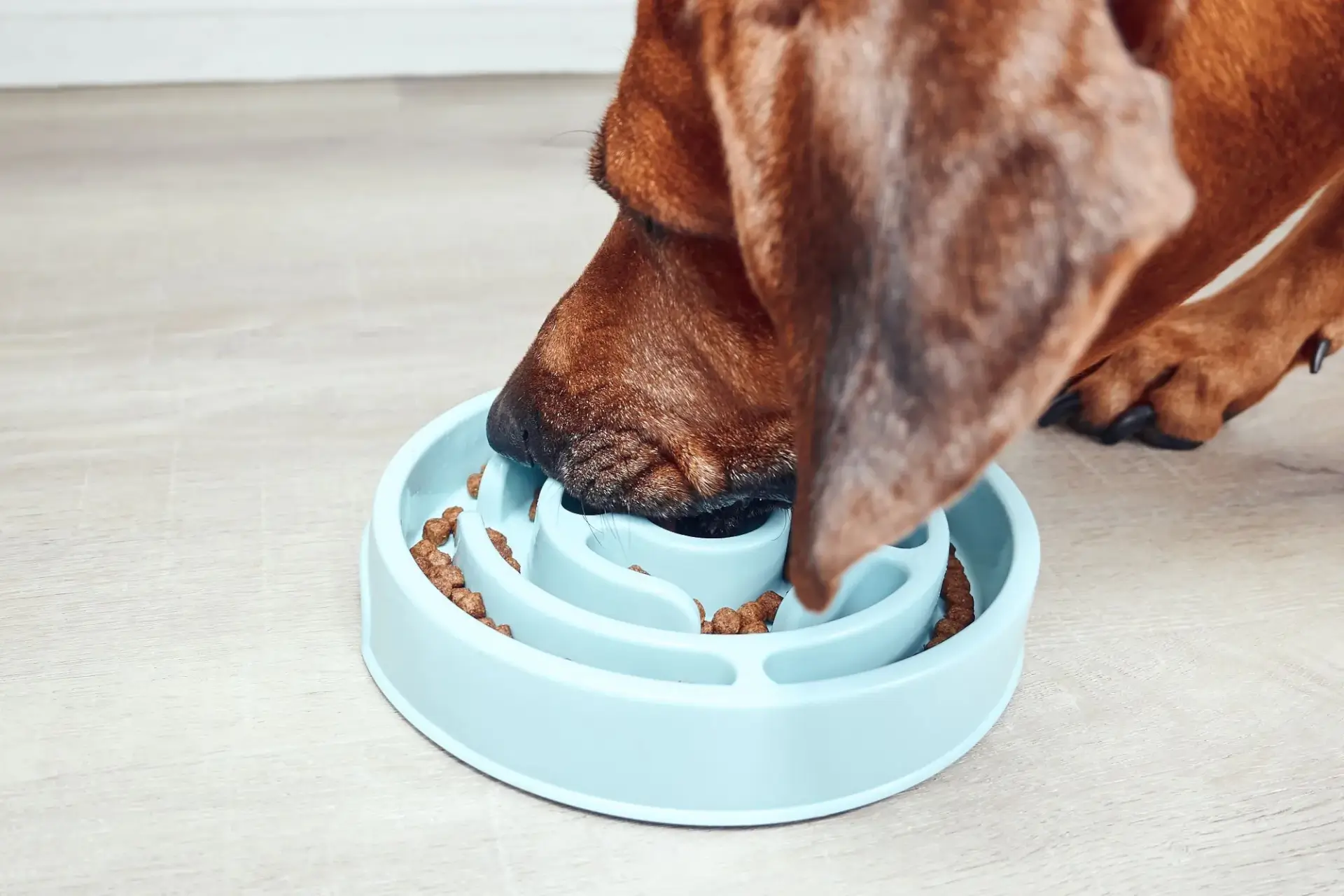 把飼料放在慢食碗的照片讓狗狗慢慢吃