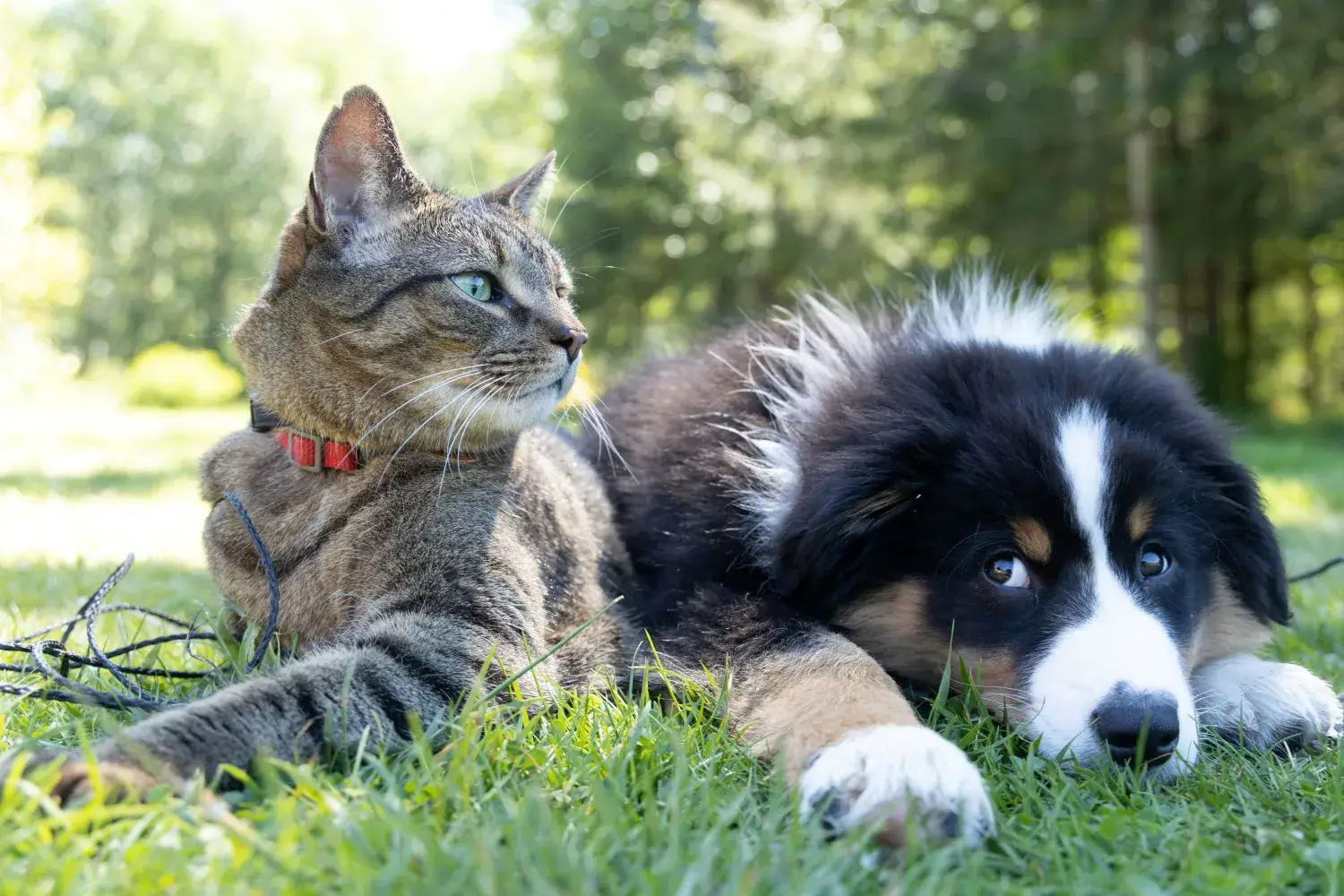 多寵家庭犬貓一起生活的照片