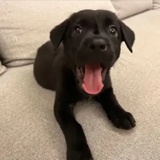 小型犬年齡換算示意圖