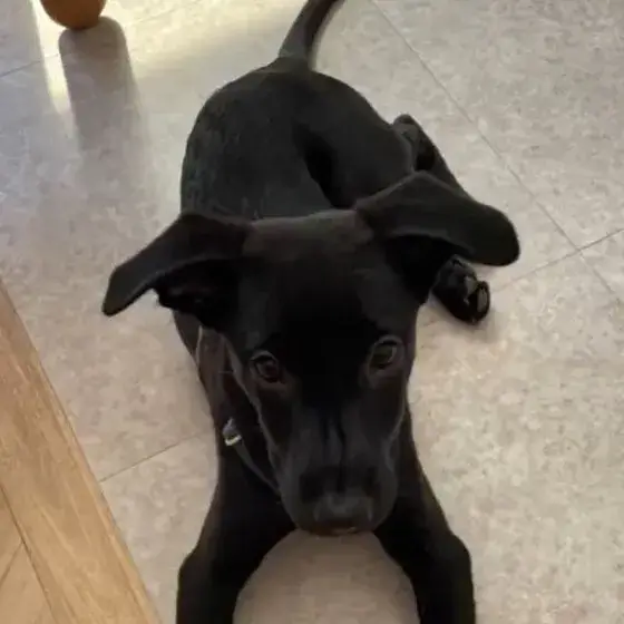 中型犬年齡換算示意圖
