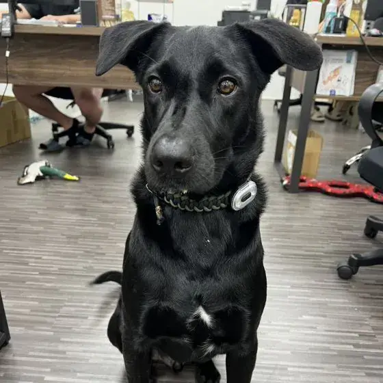 大型犬年齡換算示意圖