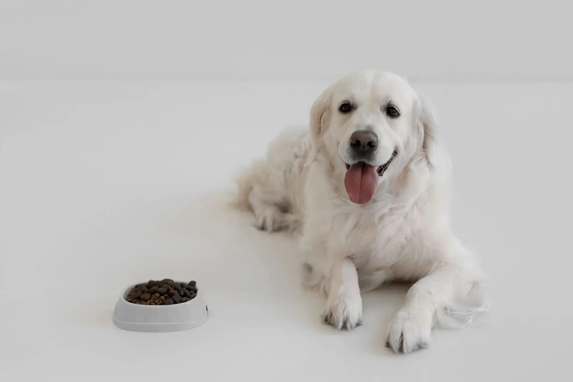 狗狗不吃飼料的照片