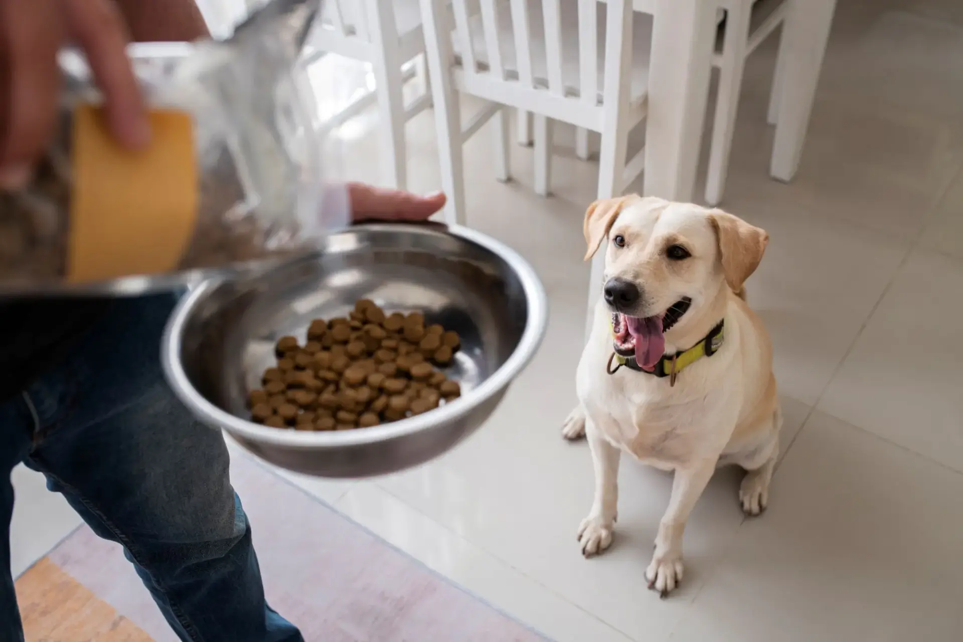 狗狗飼料保存示意照片