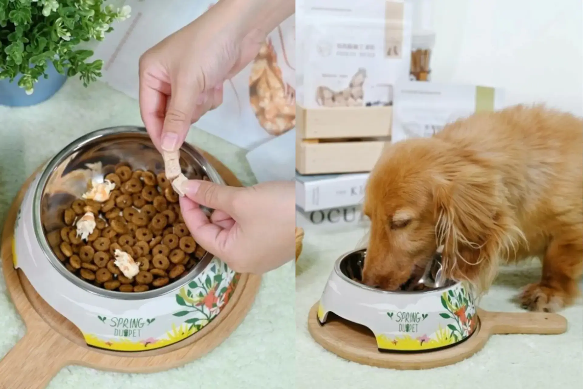 狗狗吃零食的照片