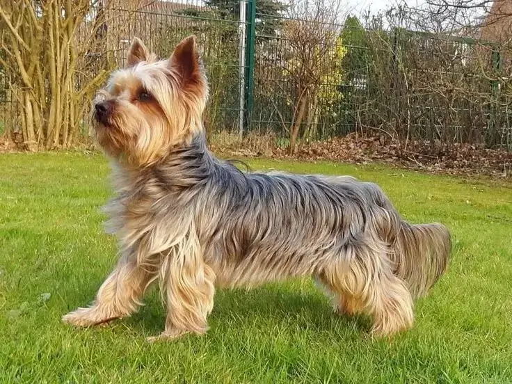 常見犬種介紹:約克夏