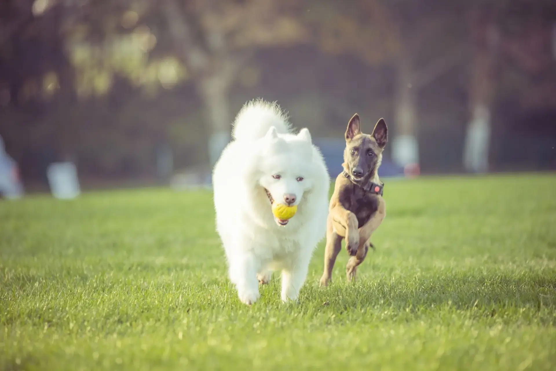 薩摩耶犬微笑照片