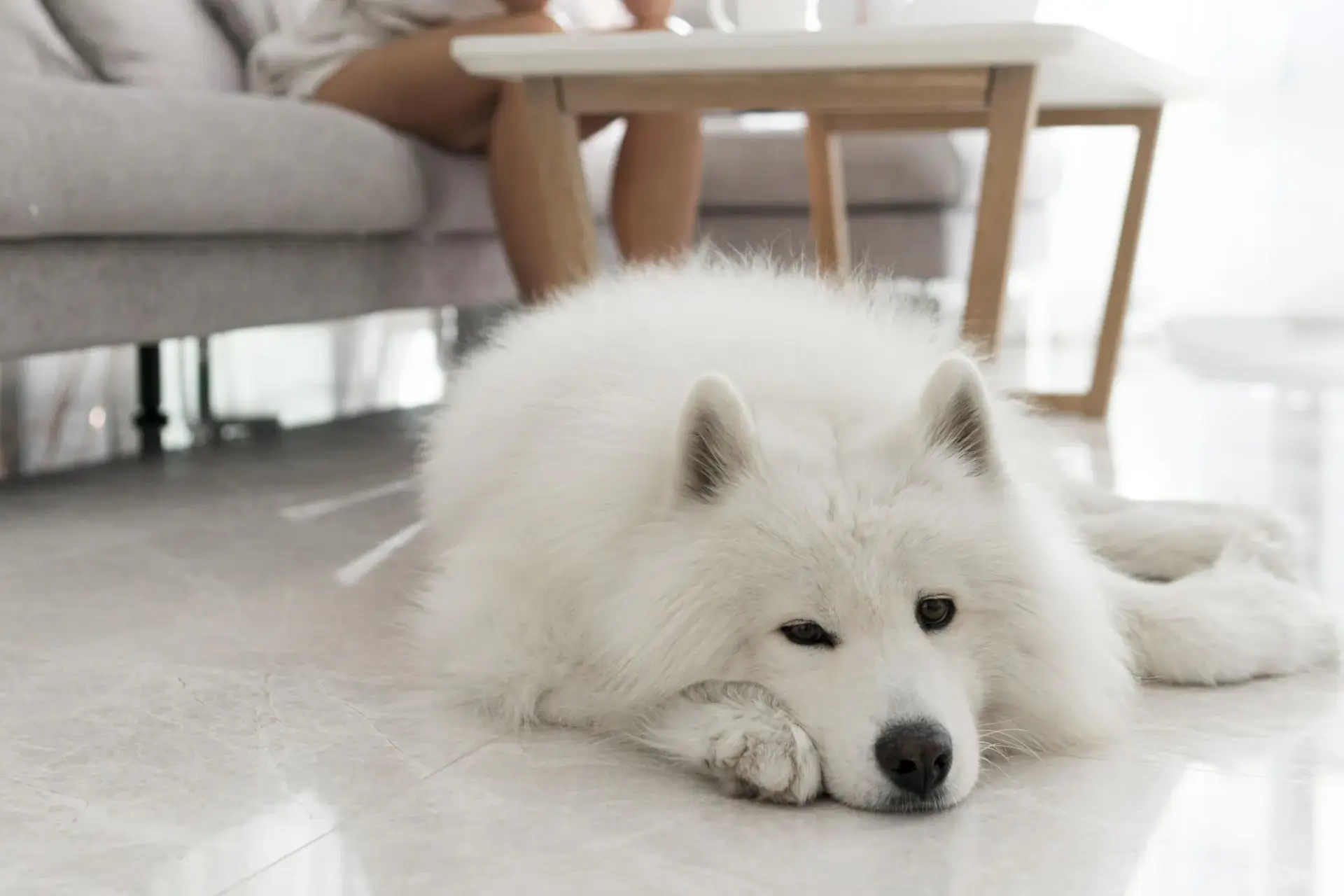 薩摩耶犬戶外生活照片