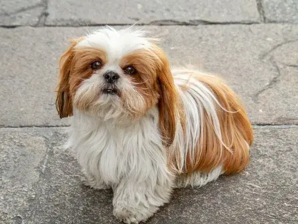 常見犬種介紹:西施犬