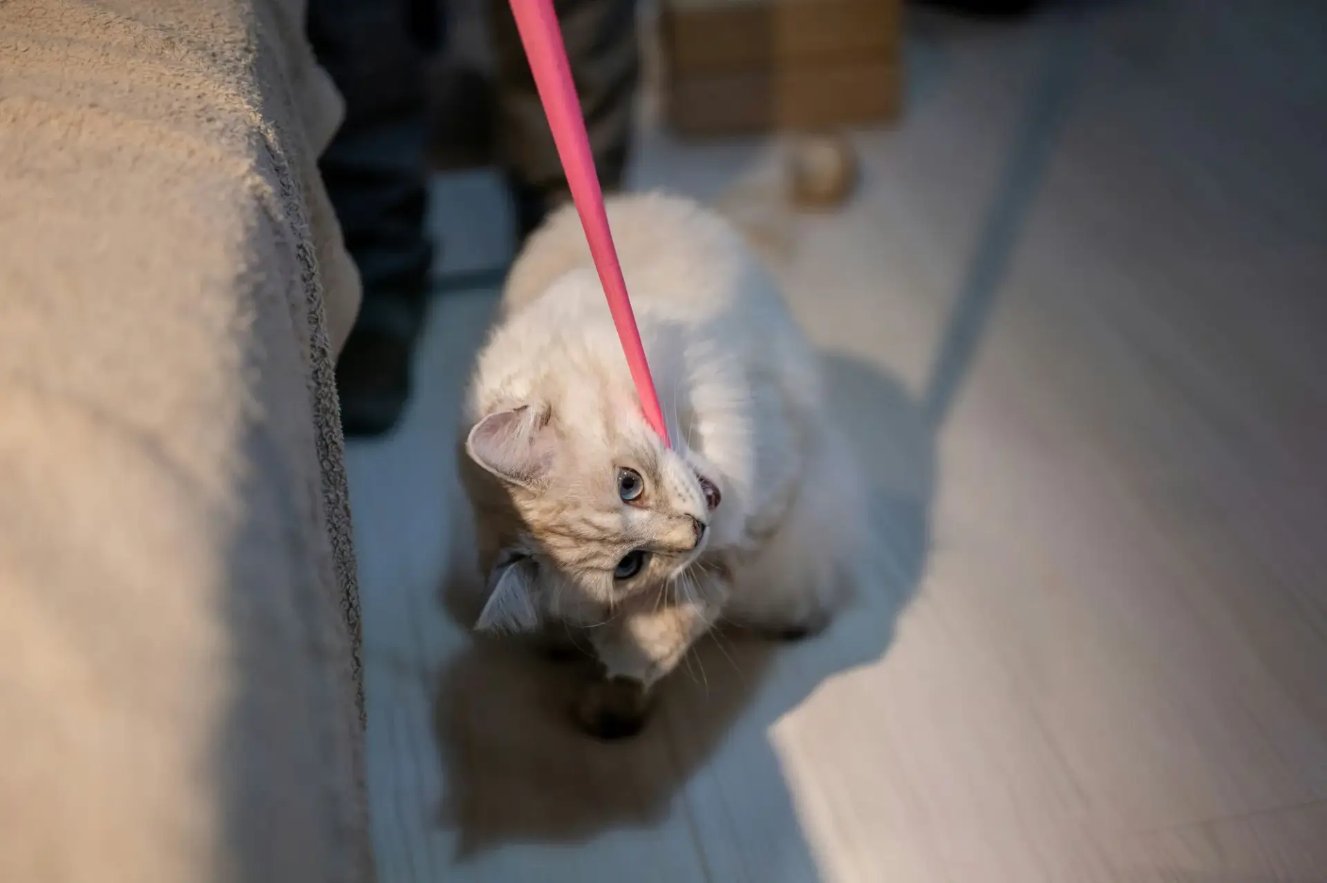 貓咪看著主人的照片