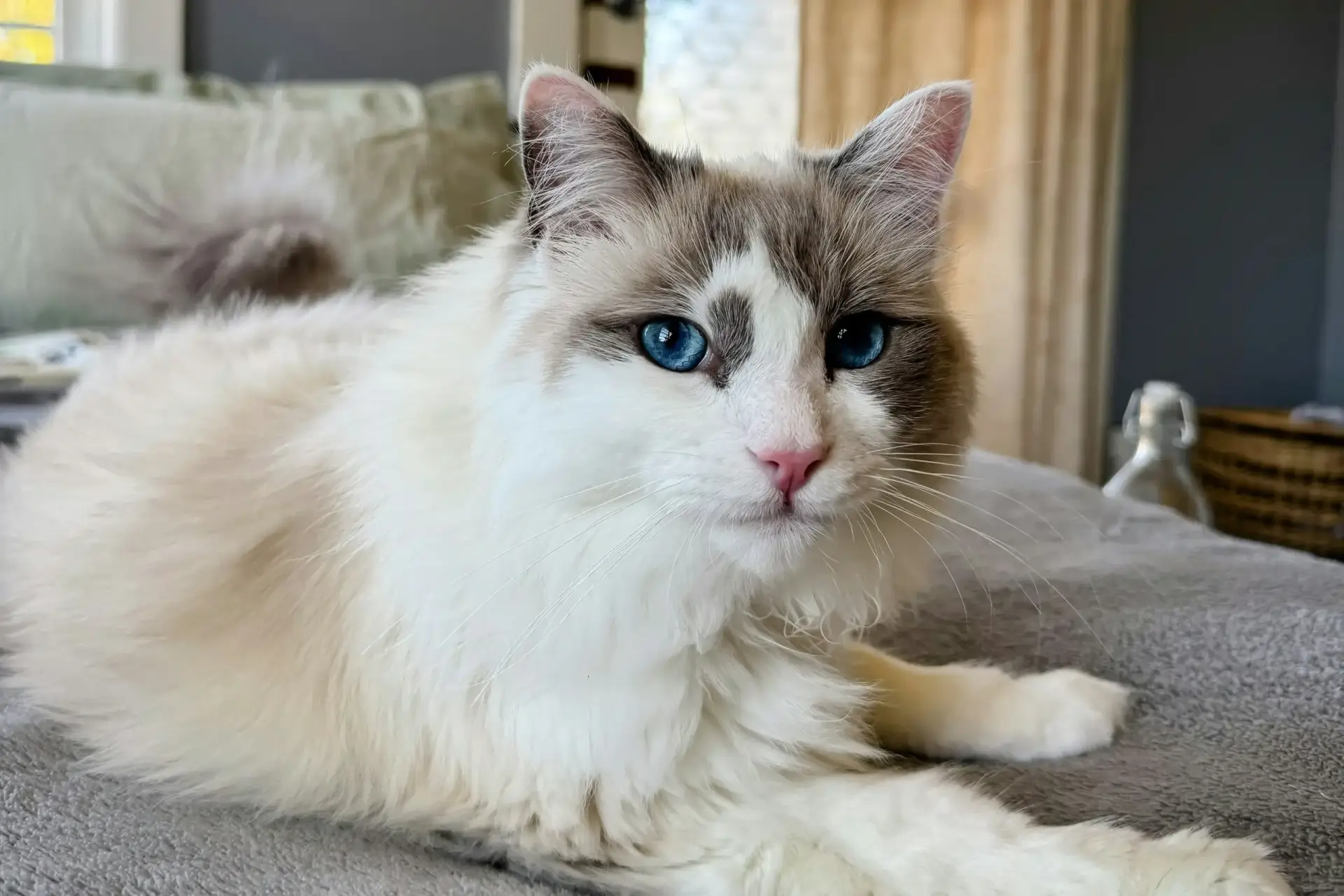 布偶貓 Ragdoll 躺在床上的照片