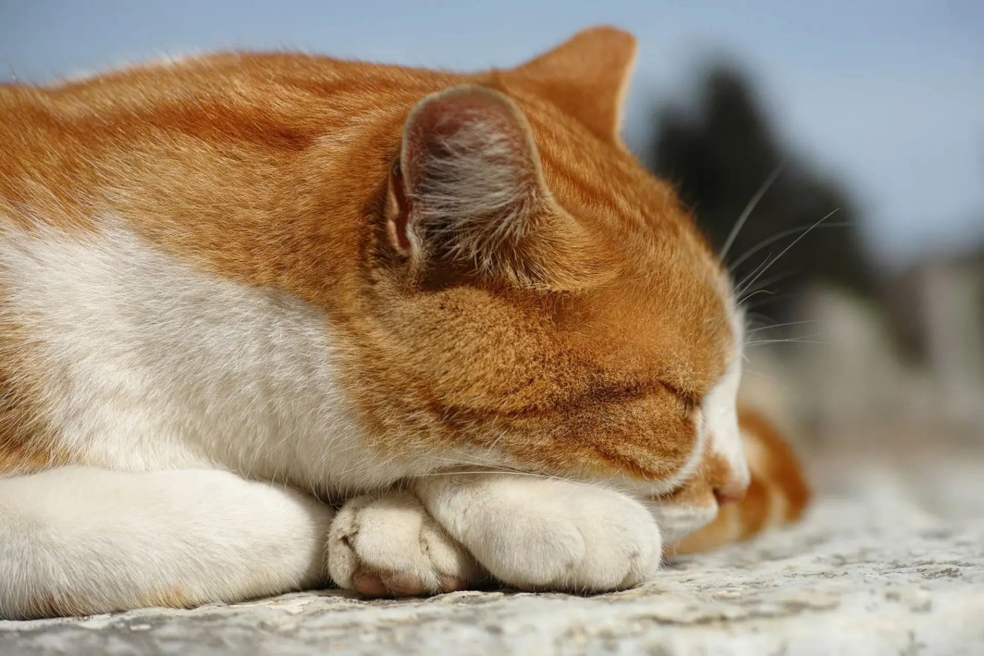 貓咪與飼主互動的照片