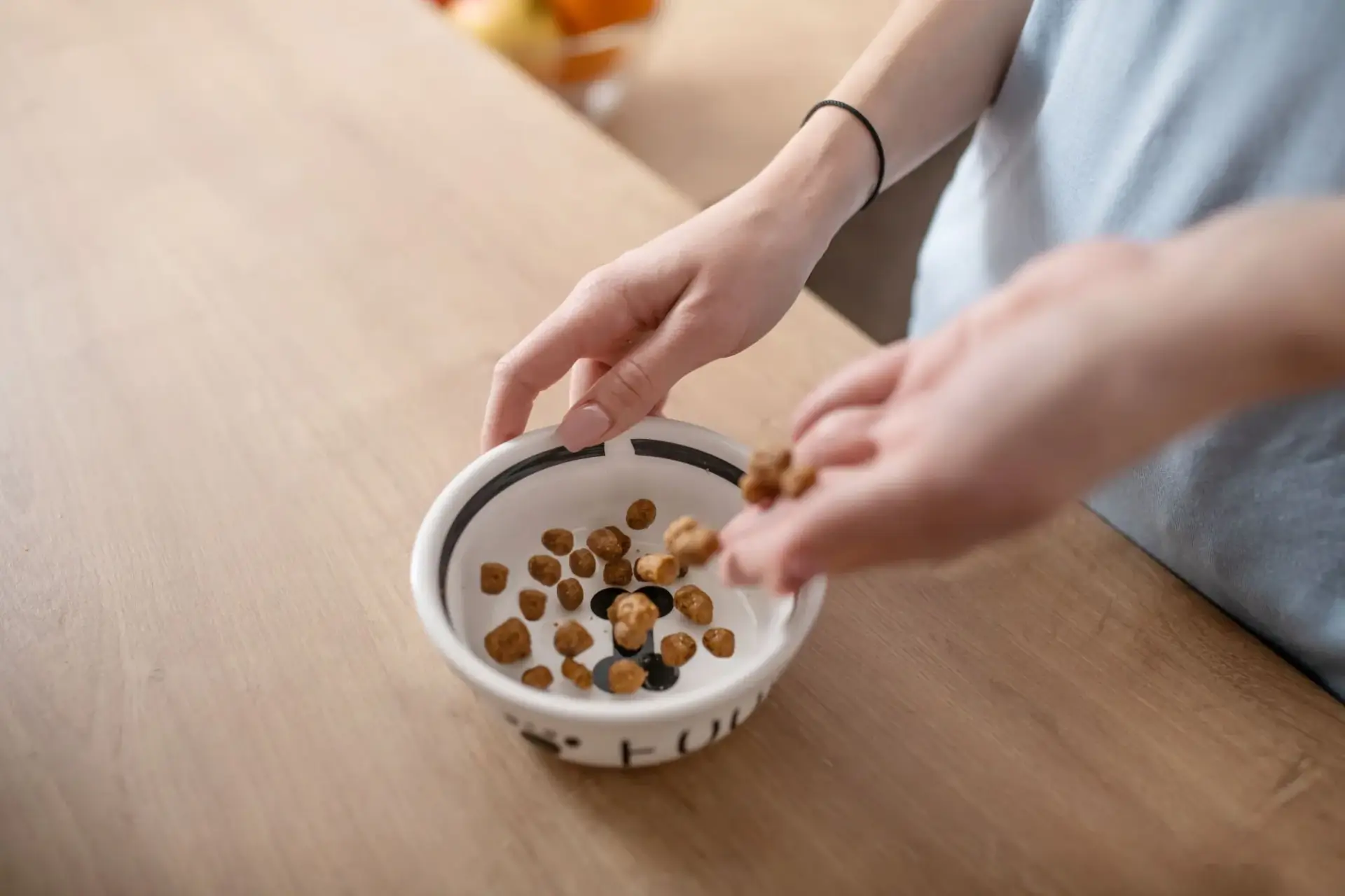 貓咪看著食物的圖片