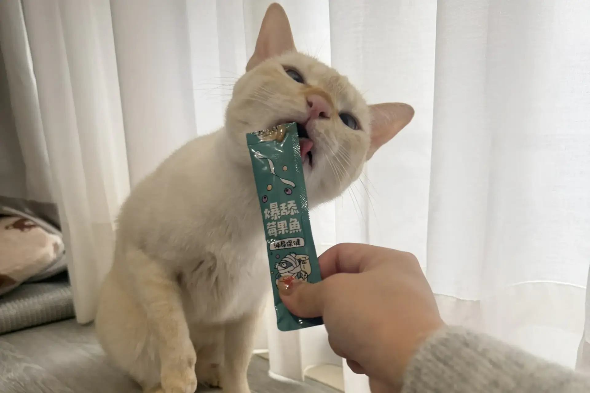 貓咪吃肉泥條的照片