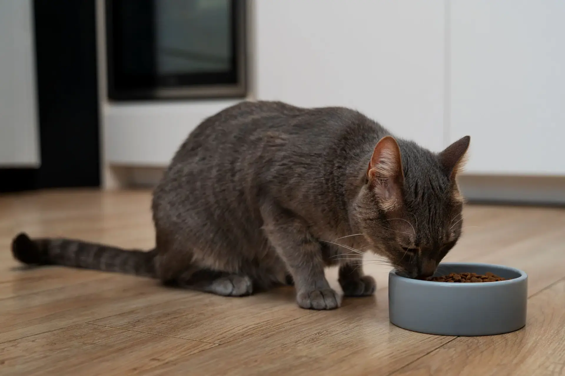 貓咪吃乾糧飼料的照片