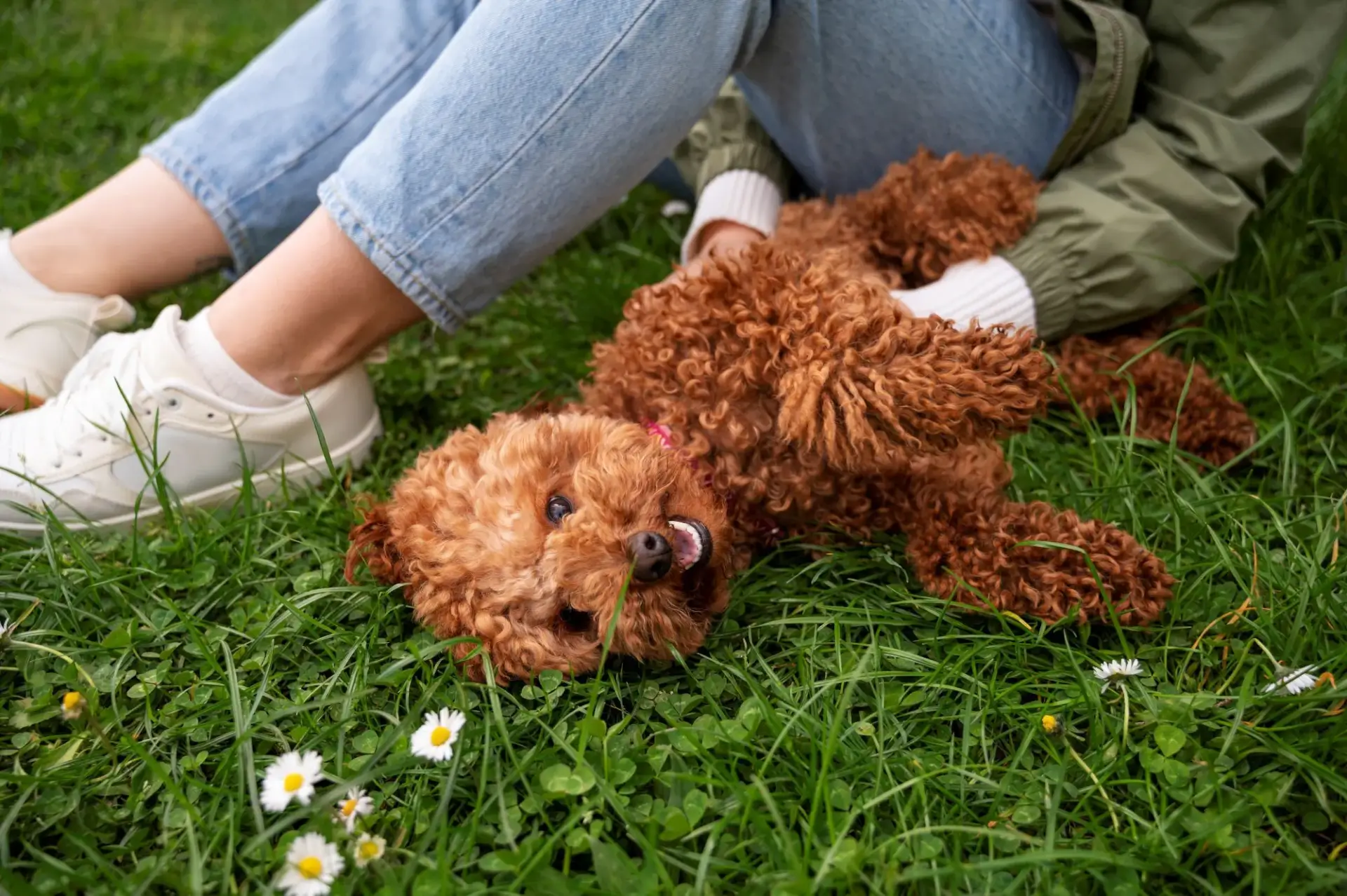貴賓狗照片貴賓狗最早是水獵犬