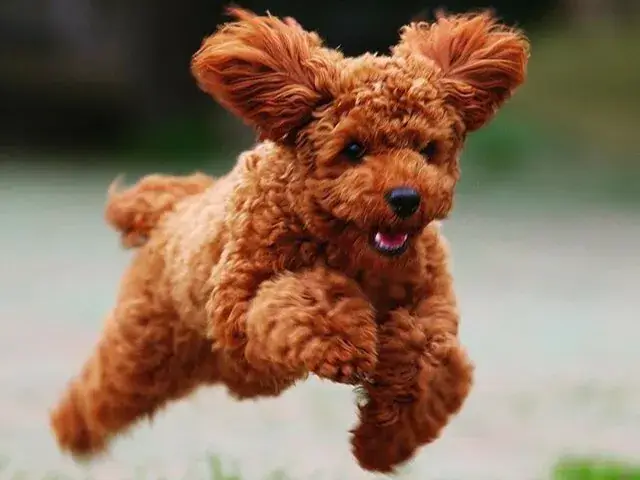 常見犬種介紹:貴賓犬