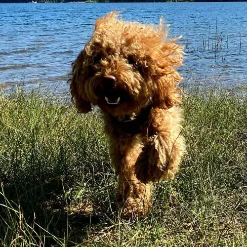 玩具貴賓犬照片台灣常見小型犬品種