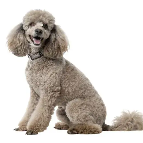 迷你貴賓犬照片